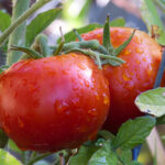 organic-tomato-crop