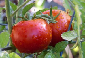 organic-tomato-crop
